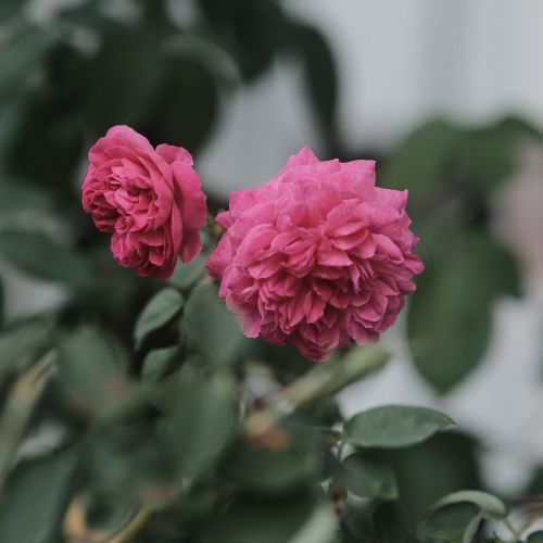Free Beautiful pink roses in full bloom set against luscious green leaves, captured with a soft, natural background. Stock Photo