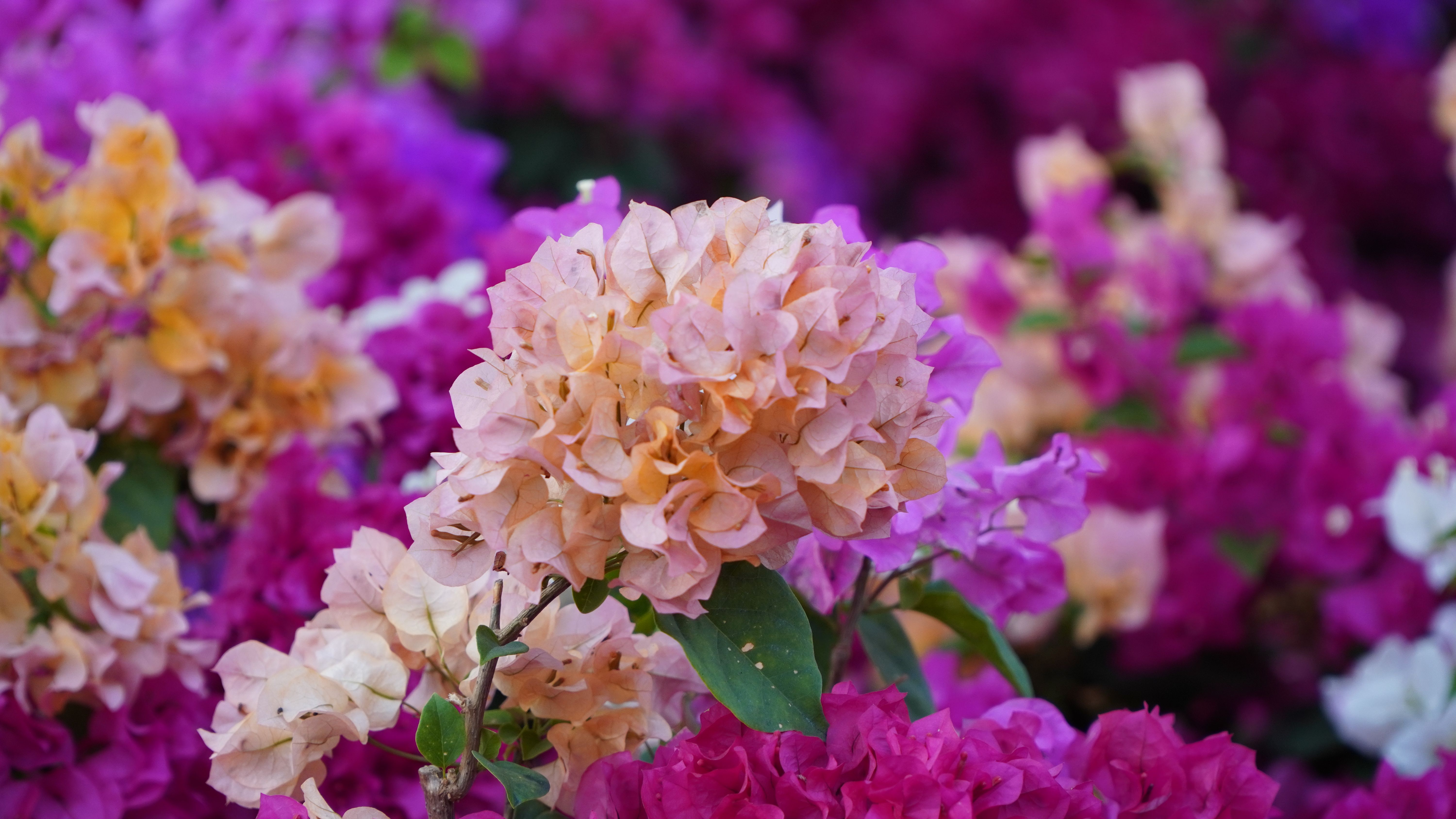 [ColoSach]-close-up-of-colorful-bougainvillea-flowers-showcasing-vibrant-pink-and-peach-hues.