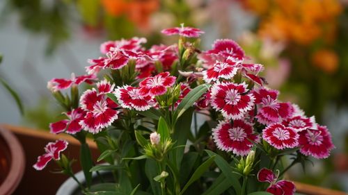 Free Close-up of bright pink and white Dianthus flowers in a garden setting. Stock Photo