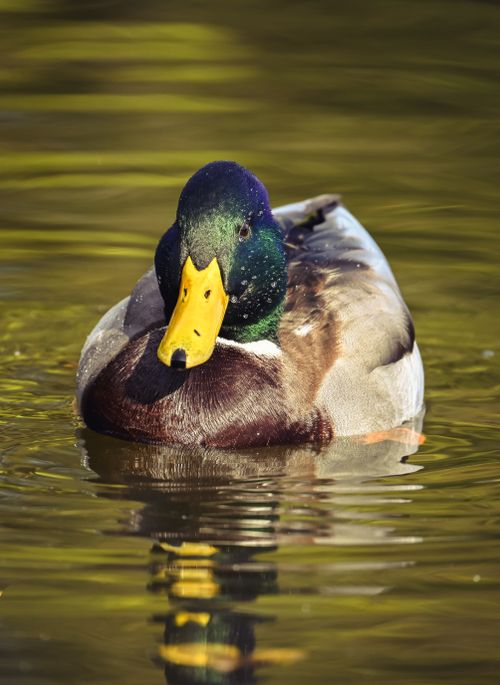 Free Close-up of a colorful male mallard duck swimming on a peaceful lake, showcasing its vibrant plumage. Stock Photo