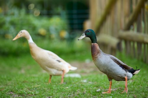 Free Two Indian Runner ducks walking gracefully on green grass in a vibrant garden. Stock Photo