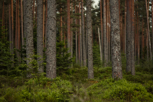 Free Captivating view of a lush, untouched boreal forest filled with evergreen conifers and vibrant greenery. Stock Photo