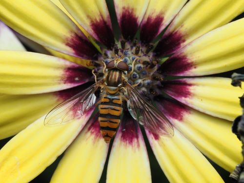 Free Detailed macro image of a hoverfly (Syrphidae) resting on a vibrant yellow and purple flower. Stock Photo