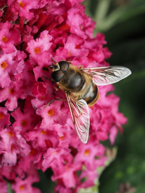 Free A detailed macro shot of a bee pollinating vivid pink blossoms, showcasing nature's beauty. Stock Photo