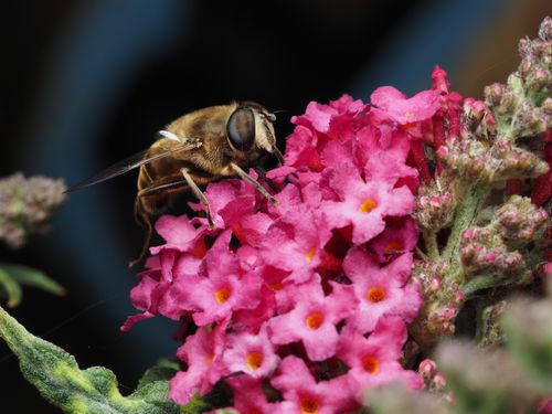 Free Close-up of a hoverfly perched on vivid pink flowers with a dark background. Stock Photo