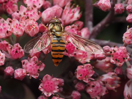 Free A detailed view of a hoverfly on vibrant pink flowers showcasing nature's intricate beauty. Stock Photo