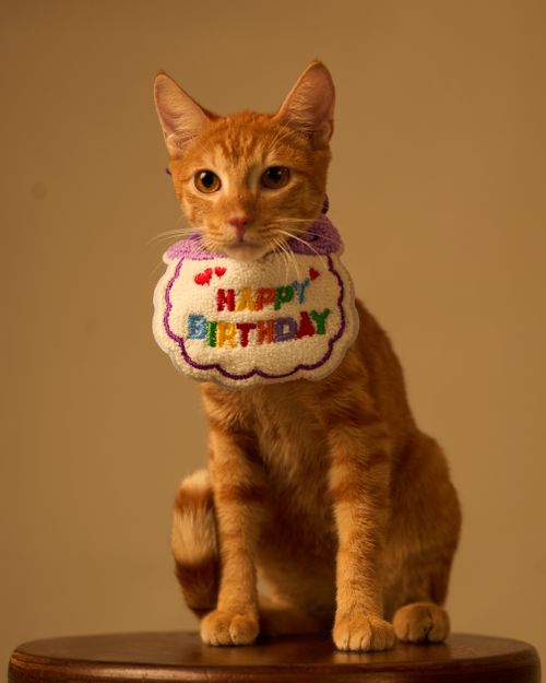 Free Charming ginger cat wearing a colorful 'Happy Birthday' bib, perfect for celebration themes. Stock Photo