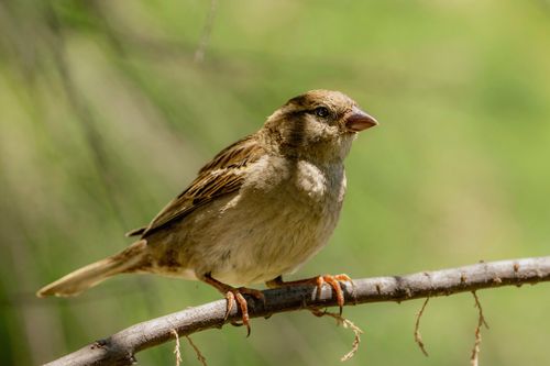 Free A detailed portrait of a house sparrow perched on a branch, set against a blurred background. Stock Photo