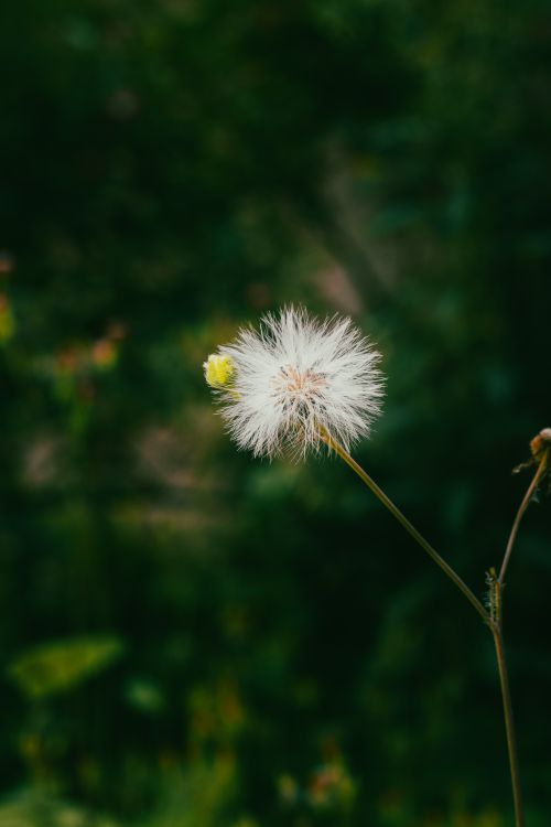 Free Vibrant dandelion fluff with a green bokeh background in nature. Stock Photo
