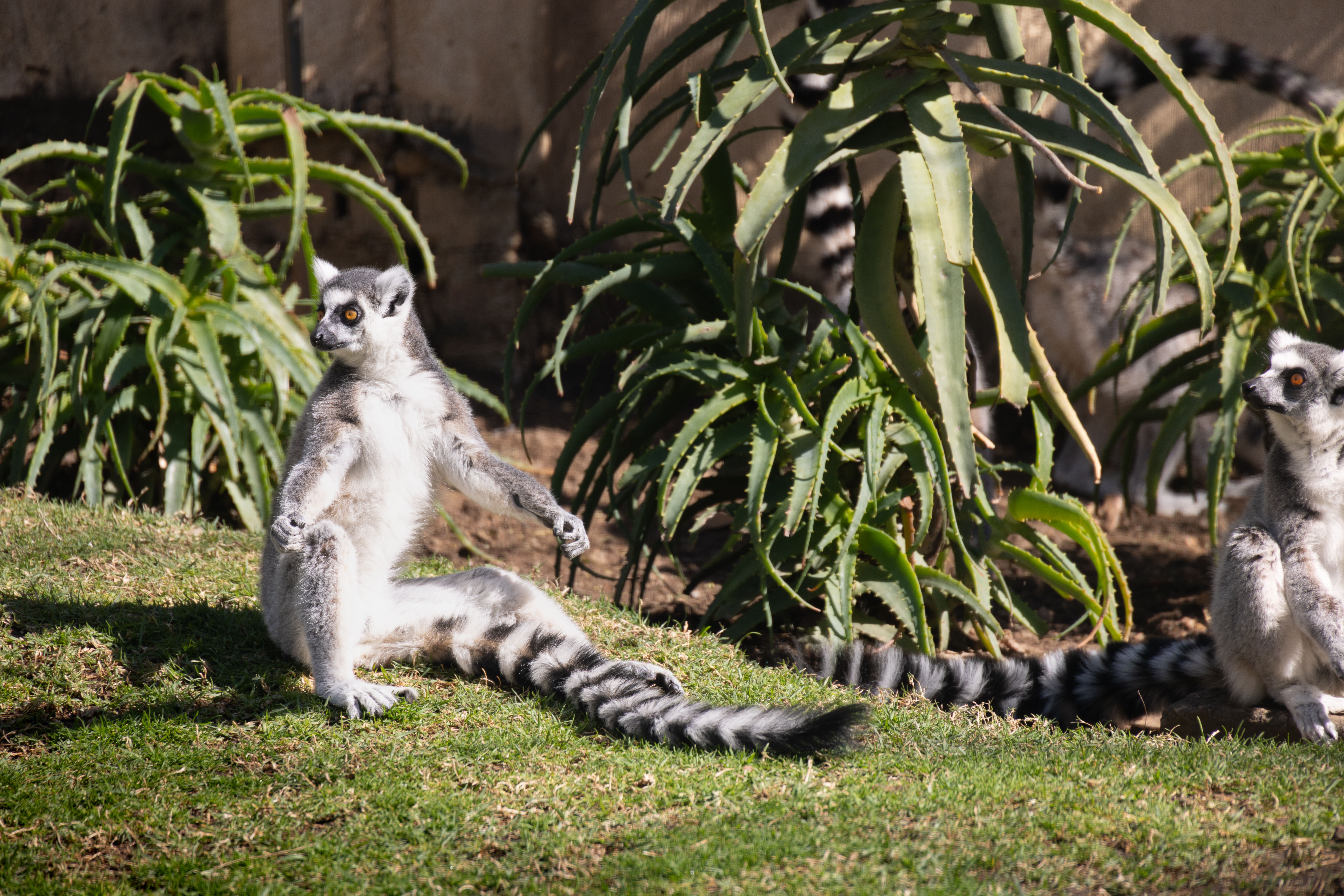 Photo of Madagascar