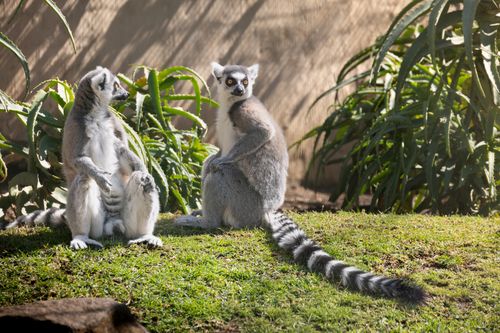 Free Two ring-tailed lemurs sitting on grass, surrounded by tropical plants. Stock Photo