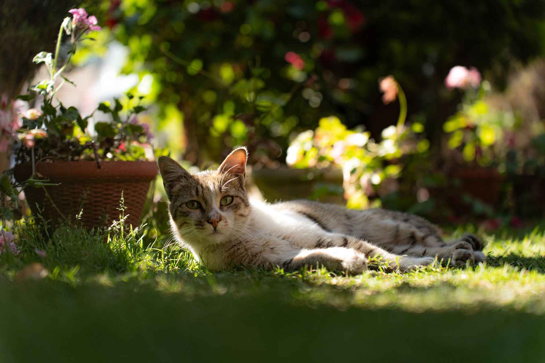 Veterinary care for a pet