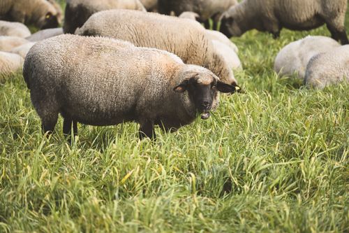 Free A flock of sheep grazing in a green pasture, showcasing pastoral life. Stock Photo