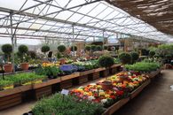 Explore a vibrant greenhouse filled with a variety of colorful flowers and lush plants in full bloom.