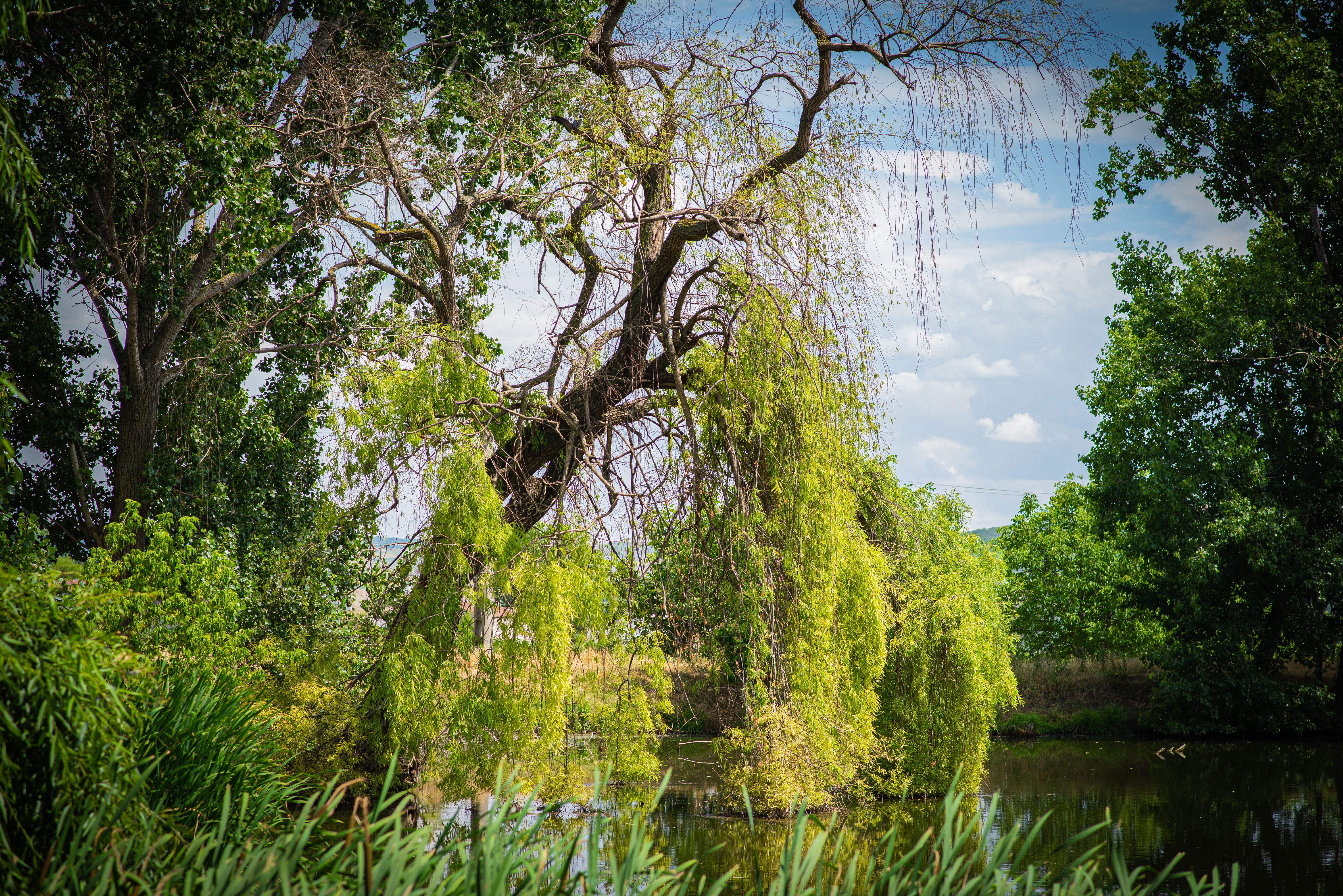 Serene weeping willow tree by a tranquil pond in summer — weeping willow care Surrey BC