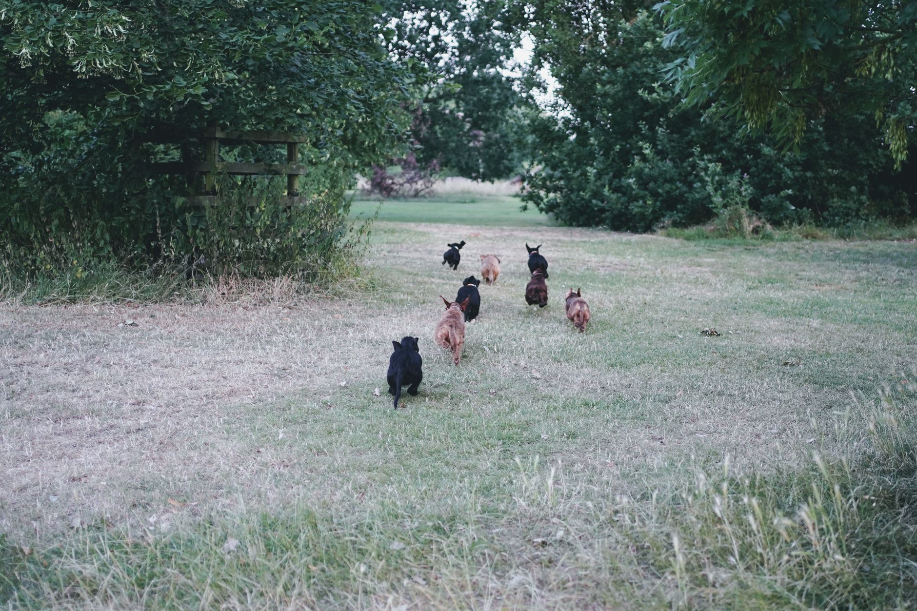 A pack of small dogs running across a grassy field in a lush green park.