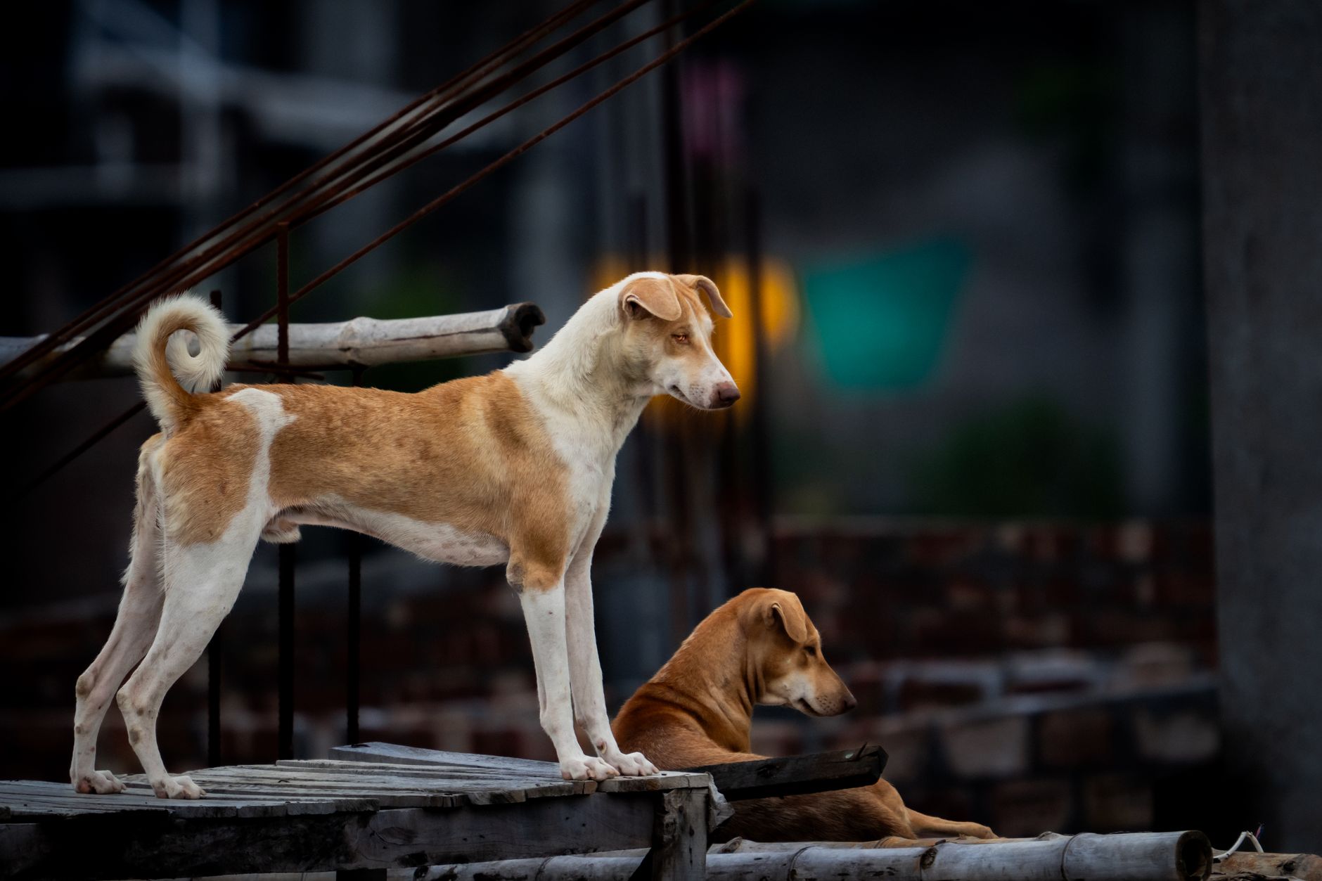 Veterinary care for a pet