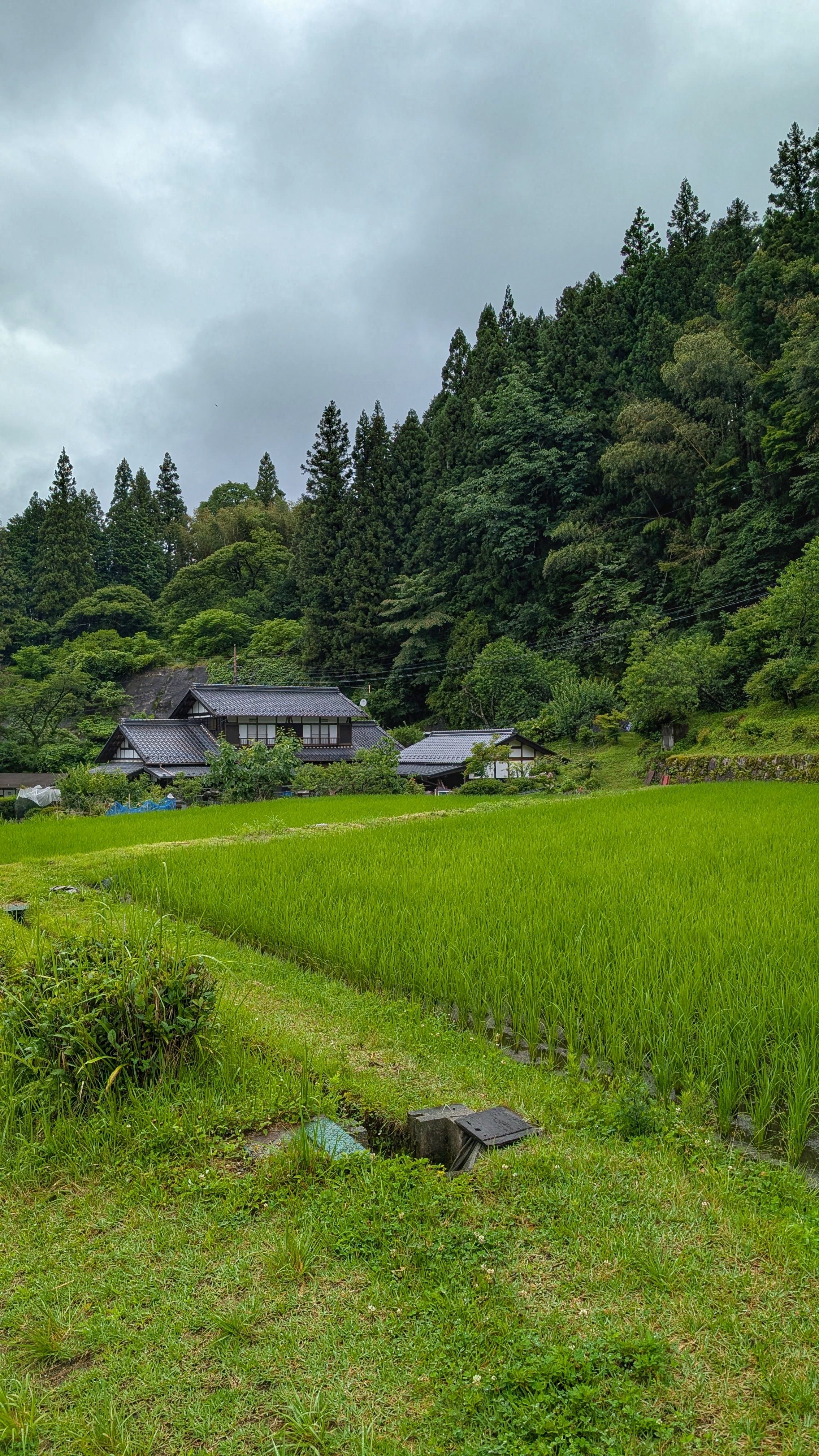 里山の風景
