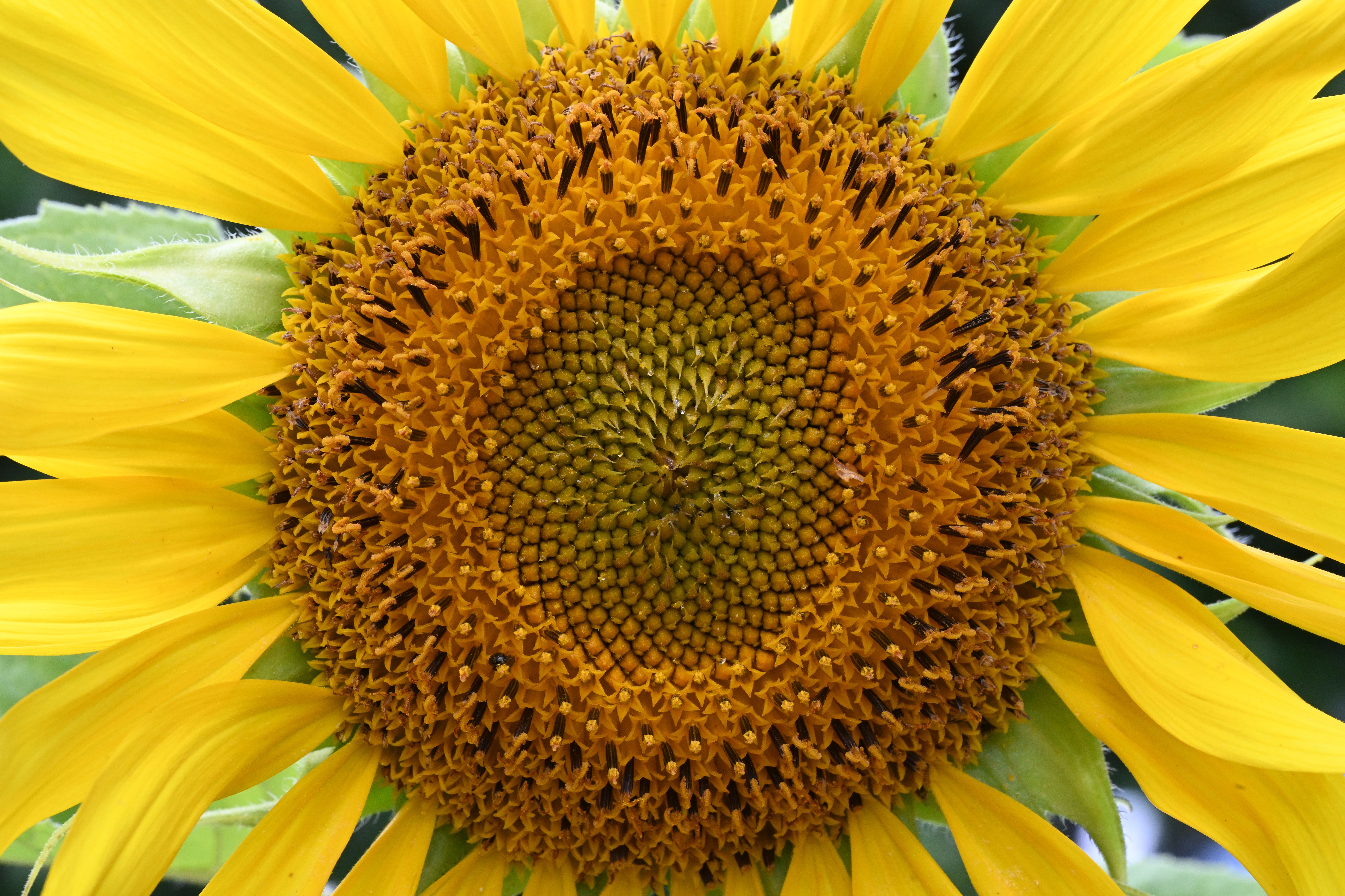 Detailed close-up image of a bright and vibrant sunflower blossom showcasing its natural beauty. - Evidence evidence guide for sunflower seed blood lipids meta-analysis
