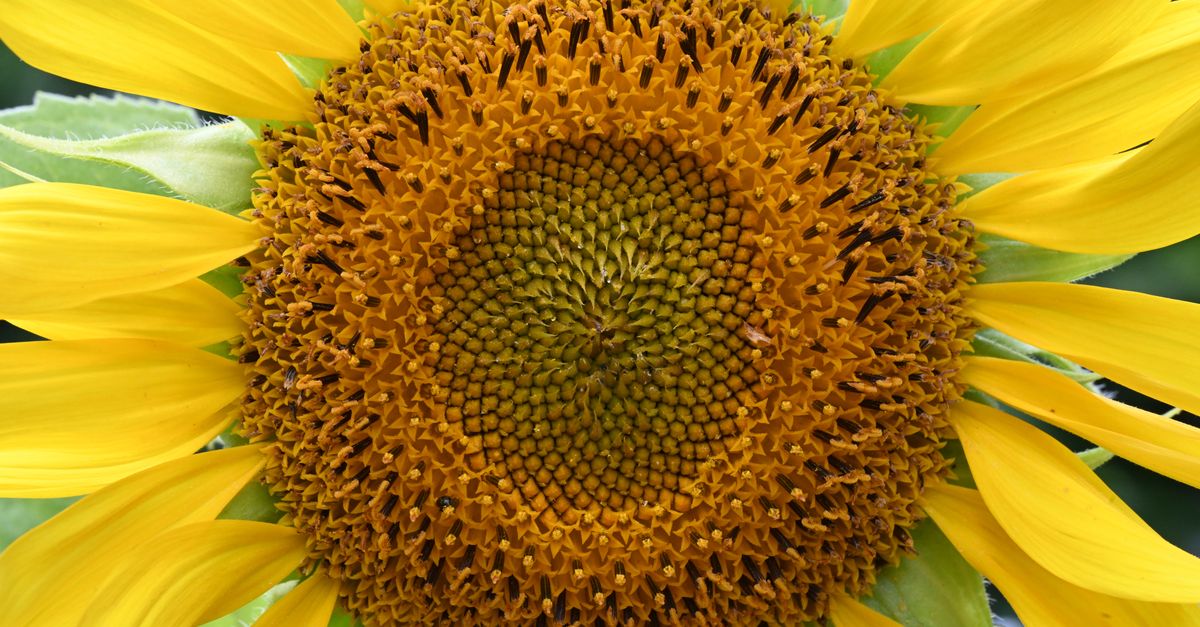 Detailed close-up image of a bright and vibrant sunflower blossom showcasing its natural beauty. - Evidence evidence guide for sunflower seed blood lipids meta-analysis