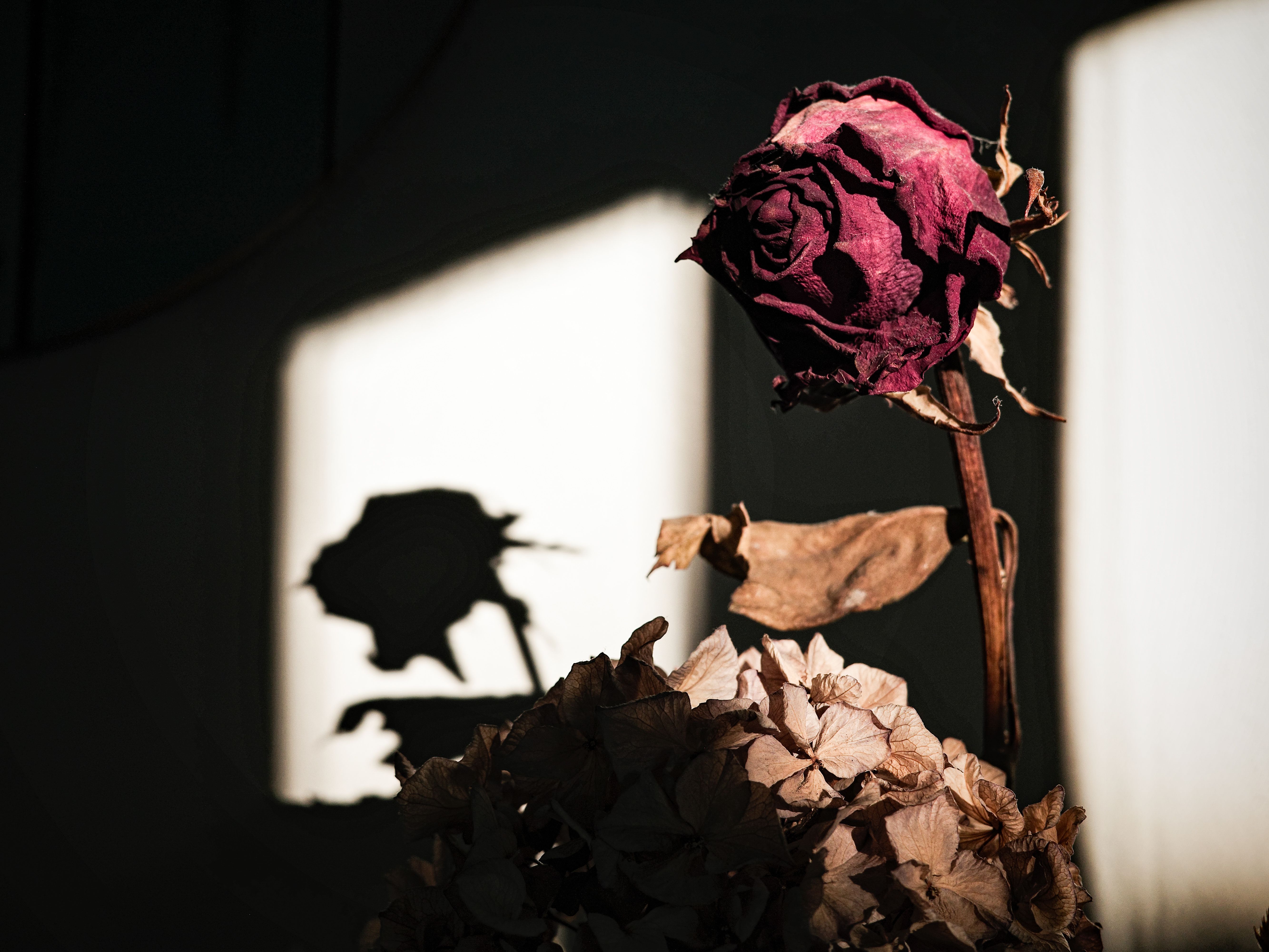 como tratar cabelo seco e ressecado
