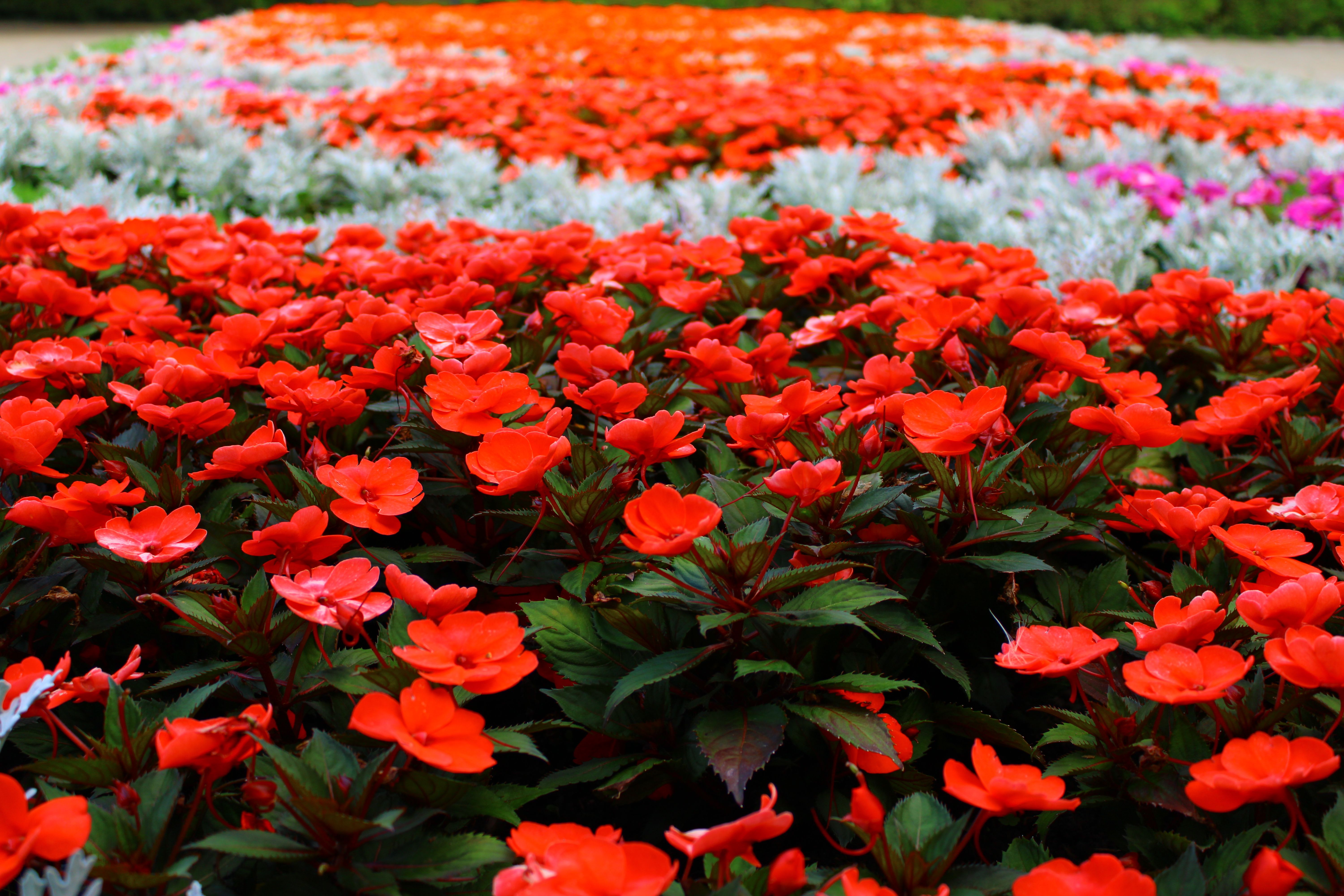 A lush display of red flowers creates a vibrant and colorful landscape filled with nature's beauty.
