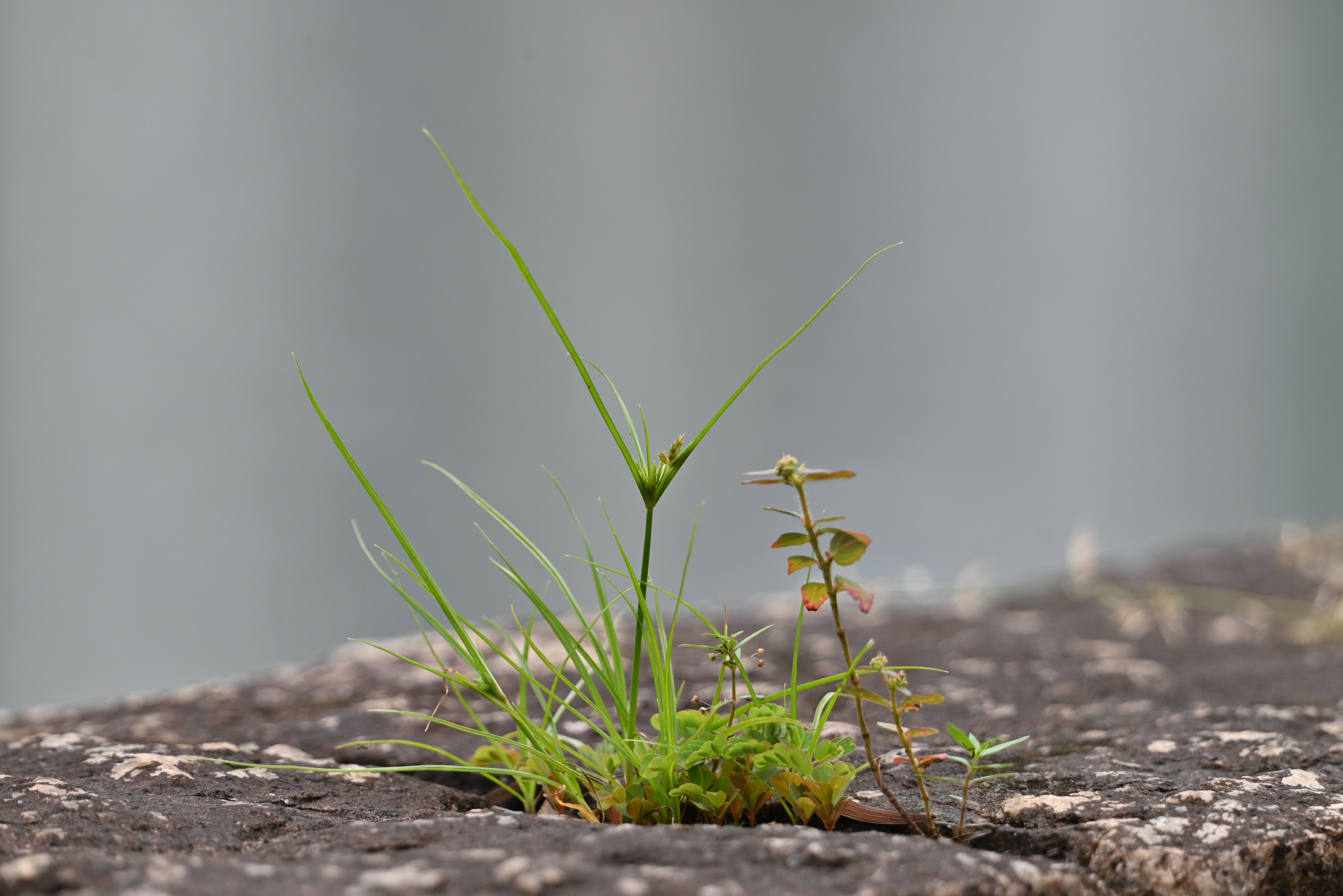 Which plants will survive and can I use grey water? Gardening as UK summers get drier — Photo by King  Ho on Pexels