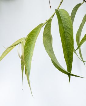 willow leaves underside