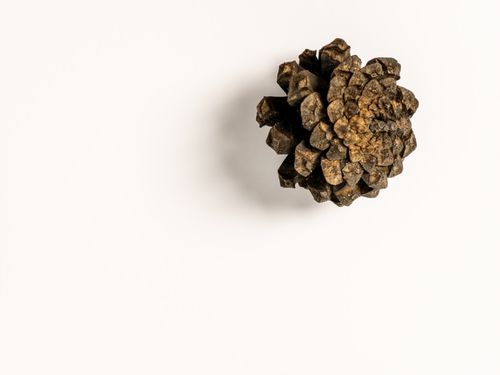 Free A single pine cone isolated on a white background, showcasing natural textures. Stock Photo