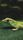 gecko