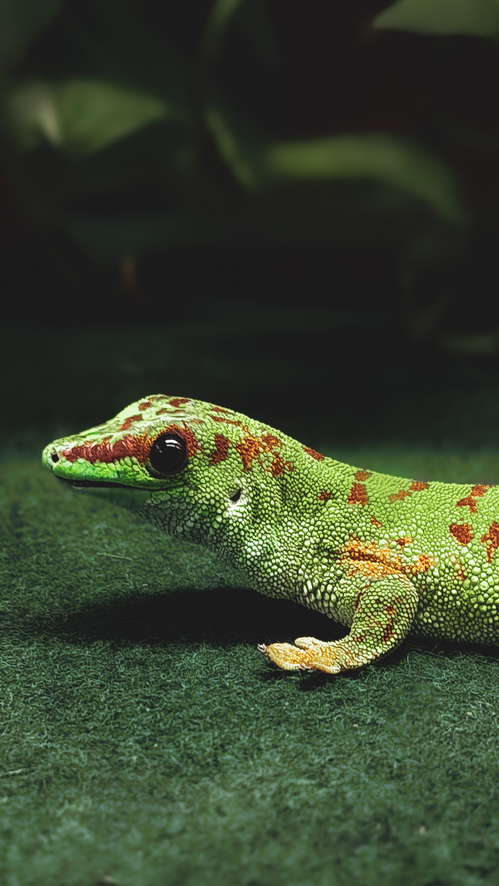 Why Fireworks Hit Reptiles Differently: A New Year's Eve Guide for Snake, Gecko, and Lizard Owners