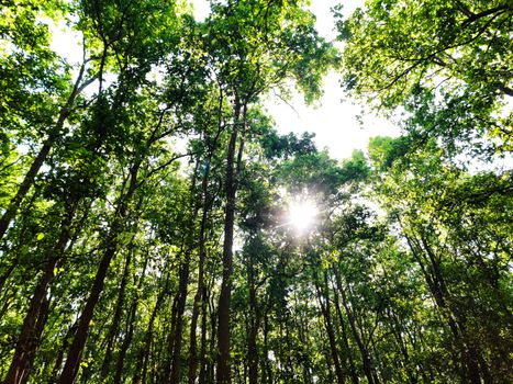 Sunlight filters through a dense green forest creating a serene and natural atmosphere.