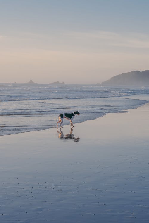 Gratis Cane In Spiaggia Foto a disposizione