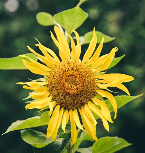 Free Bright and vivid yellow sunflower in bloom with green leaves, captured in a natural outdoor setting. Stock Photo