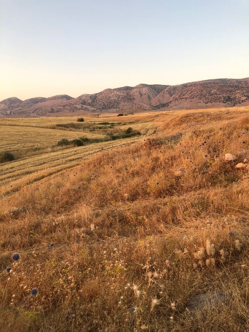 Free Scenic view of golden fields and distant hills in Qazbagian, Iraq, during sunset. Stock Photo