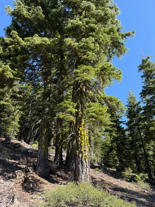 Free Tall pine trees rise under a clear blue sky in a tranquil forest setting. Stock Photo