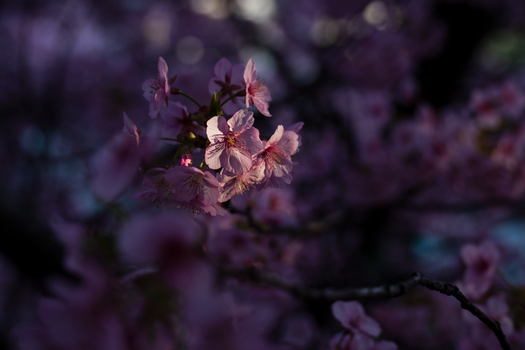 Close-up of cherry blossoms in soft focus, Osaka, Japan.