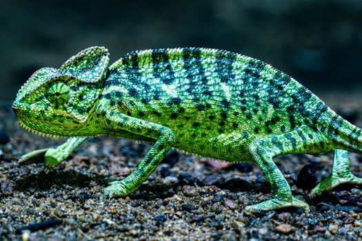 chameleon photo