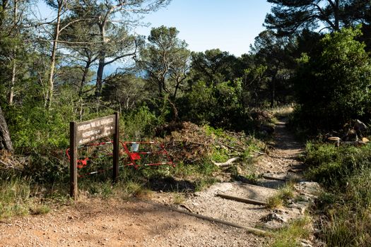 Explore the serene forest path in Toulon, Provence-Alpes-Côte d'Azur, France with lush greenery.