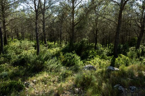 Free Dense pine forest in sunlight, capturing the serene beauty of Provence's natural landscape. Stock Photo