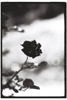 Elegant black and white photo of a rose with a blurred background.