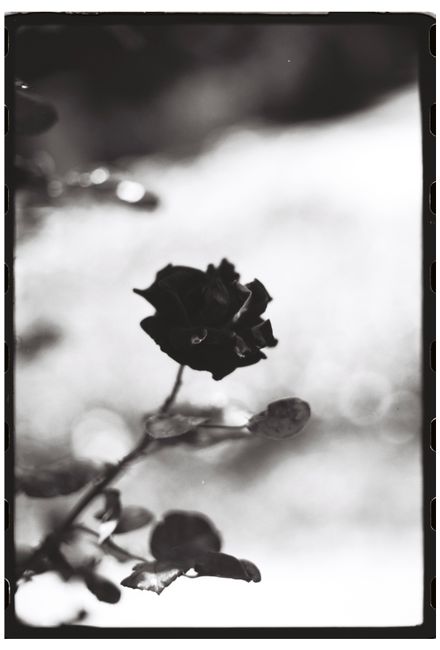 Elegant black and white photo of a rose with a blurred background.