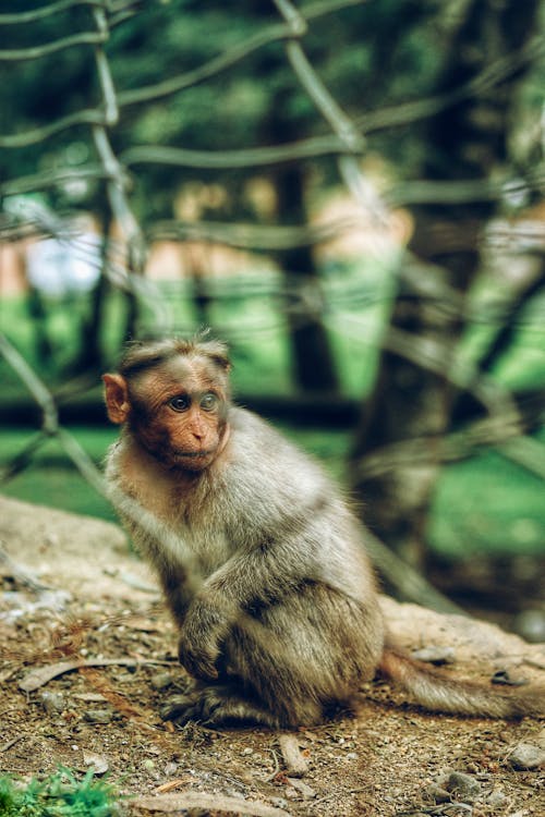 Základová fotografie zdarma na téma divočina, makak, roztomilý