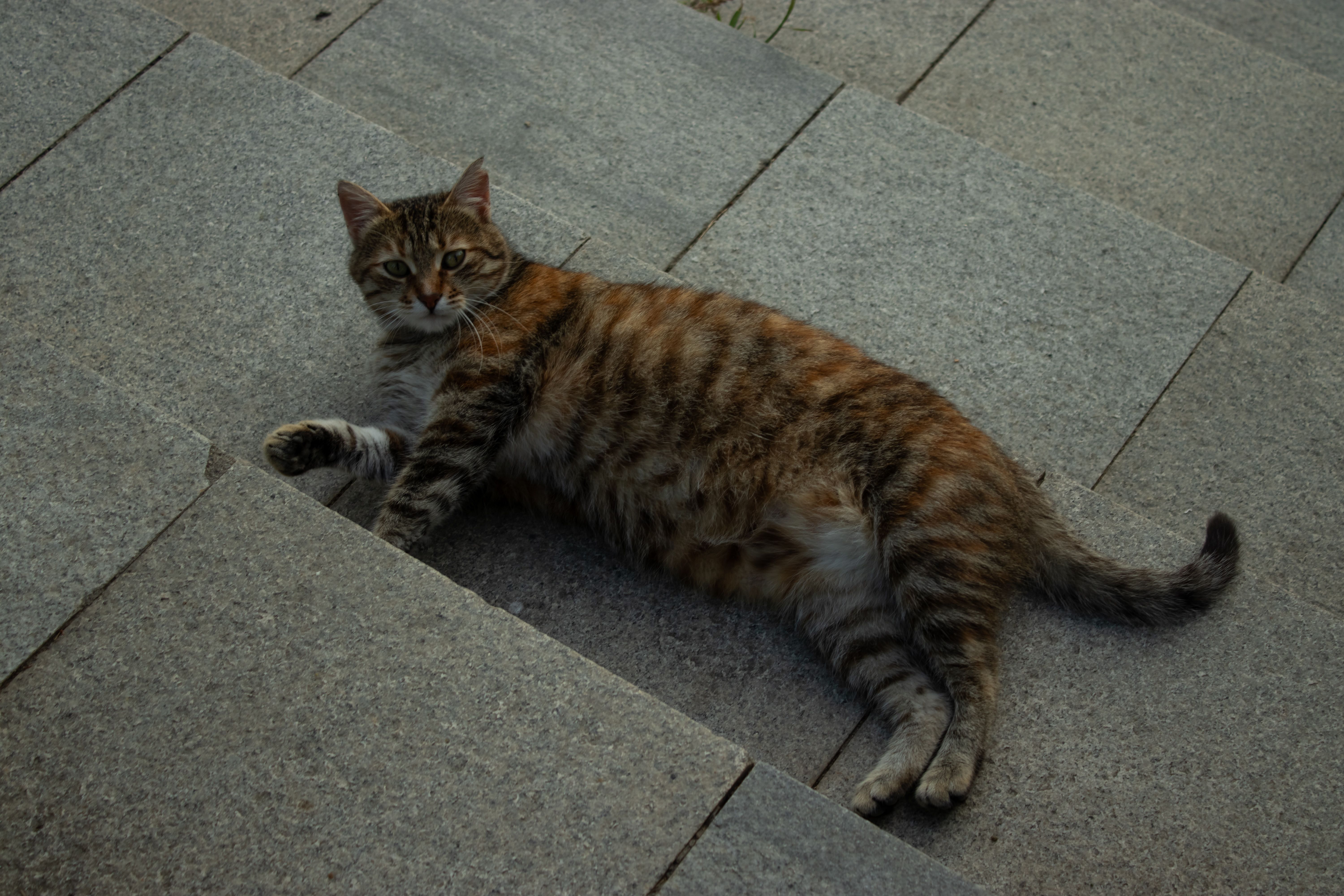 Veterinary care for a cat