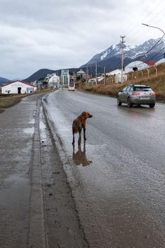 A solitary dog stands in the rain on a street in Ushuaia, with distant mountains in the background.