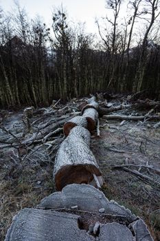 Mystical view of frost-covered logs amidst dense Ushuaia forest. Perfect for nature themes.