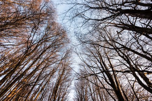 Free A view of bare trees in Ushuaia, Argentina, capturing the serene beauty of winter. Stock Photo