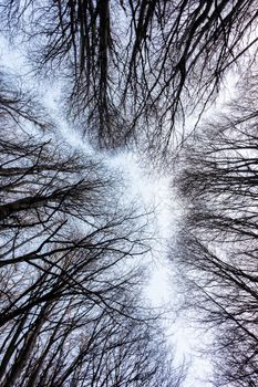 Captivating view of bare tree canopies in winter in Ushuaia, Argentina.