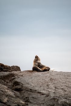 A sea lion relaxes on the rocks in Ushuaia, Argentina, with a tranquil sky backdrop.