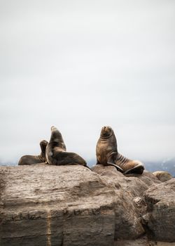 A group of sea lions lounging on rocky terrain in Ushuaia, Argentina, exhibiting natural behavior.